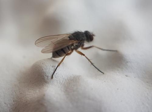 Coenosia sp.